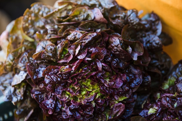 Lechuga romana fresca cruda en mercado fresco