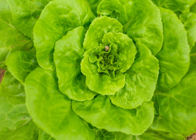 Lechuga