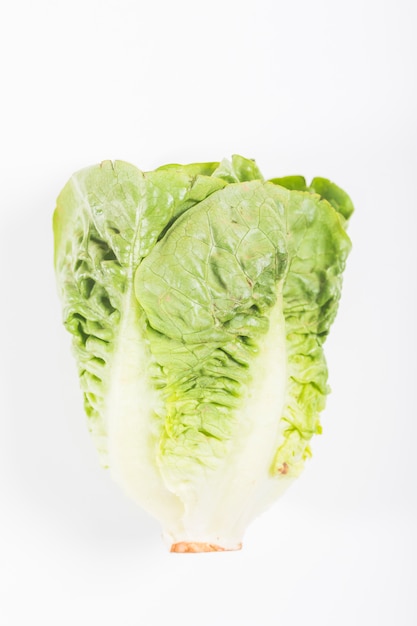 Lechuga