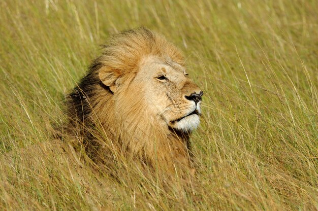 León africano en el parque nacional de Sudáfrica