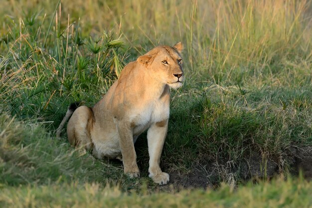 León africano en el parque nacional de Sudáfrica