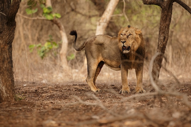 León asiático hermoso y raro en el hábitat natural en el parque nacional de Gir