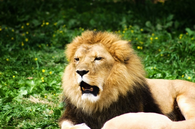 León bostezando