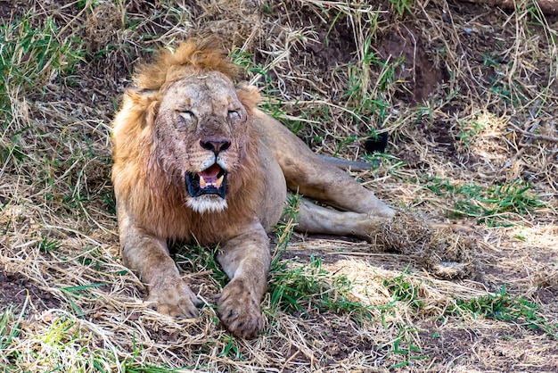 León descansando sobre la hierba y los arbustos durante el día