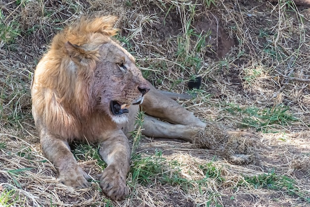 León descansando sobre la hierba y los arbustos durante el día