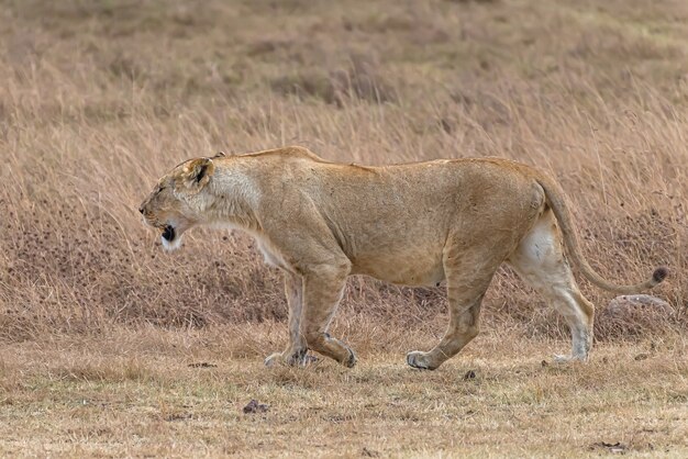 León hembra caminando en un campo de hierba durante el día