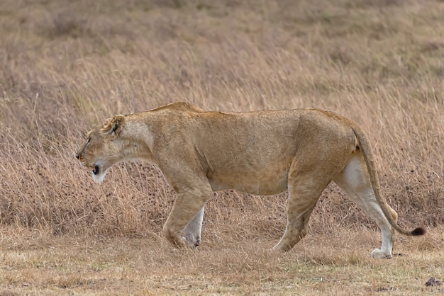 Foto gratuita león hembra caminando en un campo de hierba durante el día