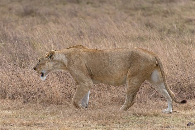 León hembra caminando en un campo de hierba durante el día