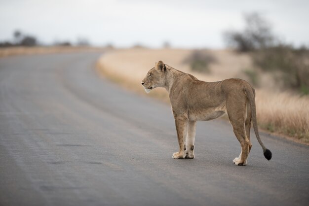León hembra caminando por la carretera