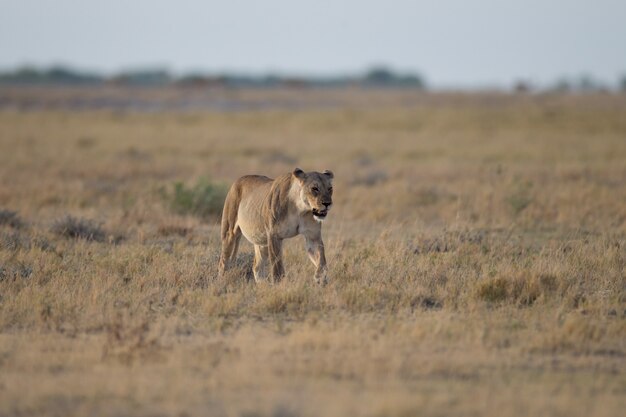 León hembra en un campo de arbustos a la caza de una presa