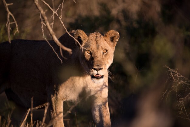 León hembra a la caza de una presa