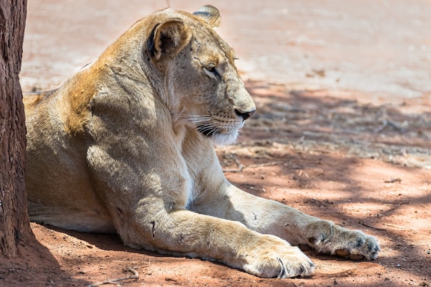 León hembra descansando en el suelo en un día soleado