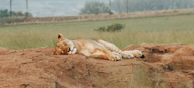 León hembra durmiendo en las rocas