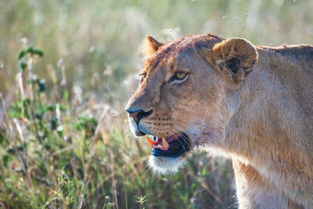 León hembra enojado en busca de presas en un campo de hierba en el desierto