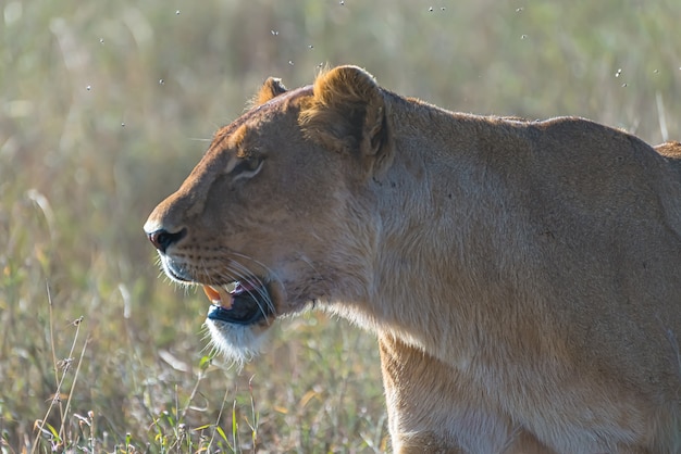 León hembra enojado en busca de presas en un campo de hierba en el desierto