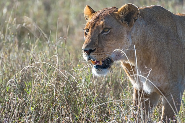 León hembra enojado en busca de presas en un campo de hierba en el desierto