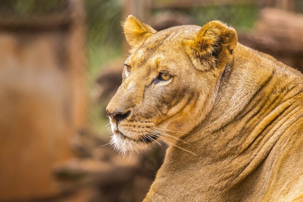 León hembra en un orfanato de animales en Kenia