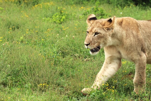 León hembra solitaria caminando en el parque nacional de elefantes Addo