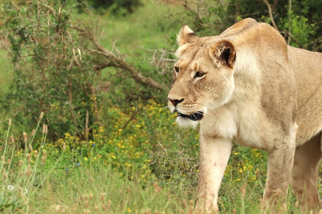 León hembra solitaria caminando en el parque nacional de elefantes Addo