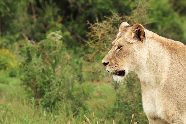 León hembra solitaria caminando en el parque nacional de elefantes Addo