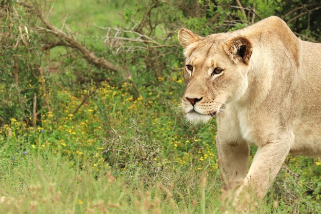 León hembra solitaria caminando en el parque nacional de elefantes Addo