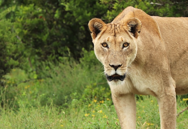 León hembra solitaria caminando en el parque nacional de elefantes Addo