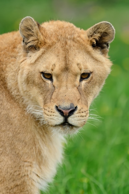 León joven en pasto verde