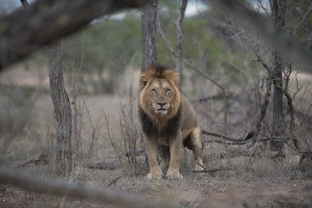 León macho de aspecto feroz con un fondo borroso