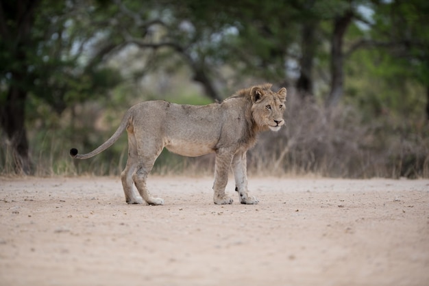 León macho caminando por la carretera