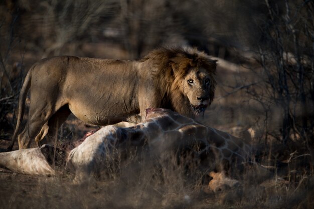 León macho hambriento con una jirafa muerta con un fondo borroso