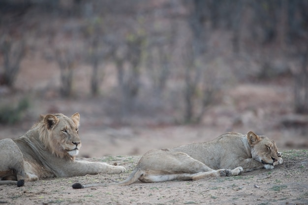 León macho y hembra descansando en el suelo