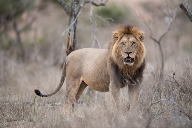 León macho de pie en el campo de Bush