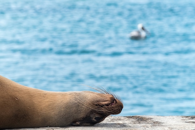 León marino durmiendo en un muelle del mar en las Islas Galápagos, Ecuador