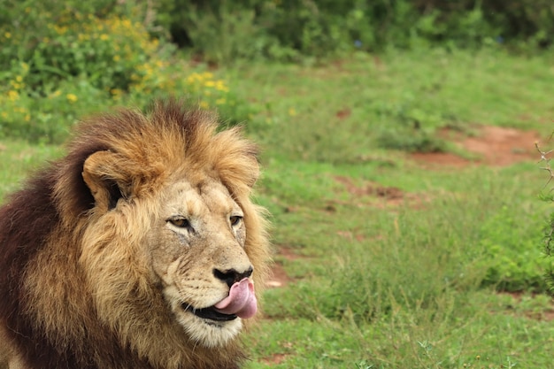 León peludo caminando en el parque nacional de elefantes Addo durante el día