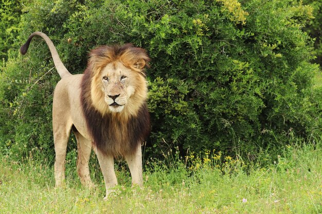 León peludo caminando en el parque nacional de elefantes Addo durante el día