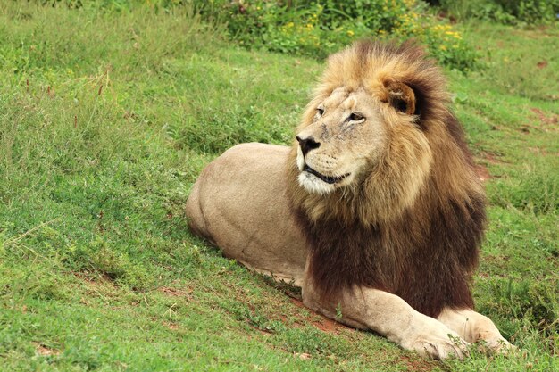 León peludo caminando en el parque nacional de elefantes Addo durante el día