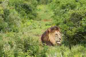 Foto gratuita león peludo caminando en el parque nacional de elefantes addo durante el día