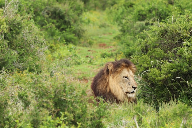 León peludo caminando en el parque nacional de elefantes Addo durante el día