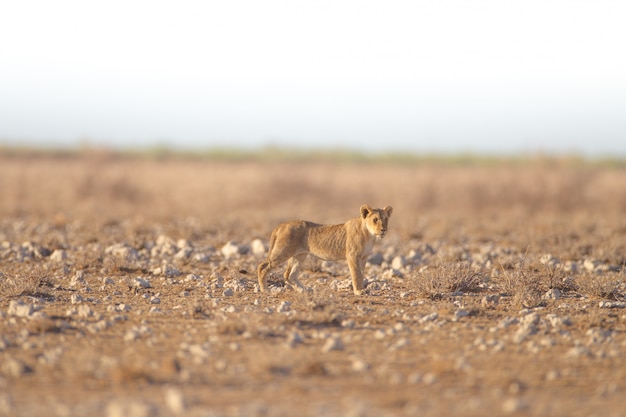 León de pie en un campo vacío