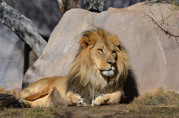 León somnoliento descansando contra una roca en la cálida luz del sol