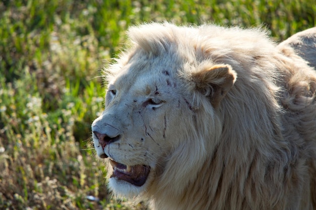 León