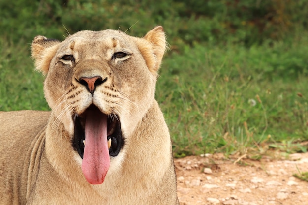 Foto gratuita leona divertida bostezo con la lengua fuera con el campo de hierba