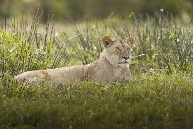 Leona magnífica tumbado en un campo cubierto de hierba verde