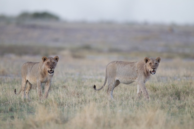 Leonas salvajes en la sabana.