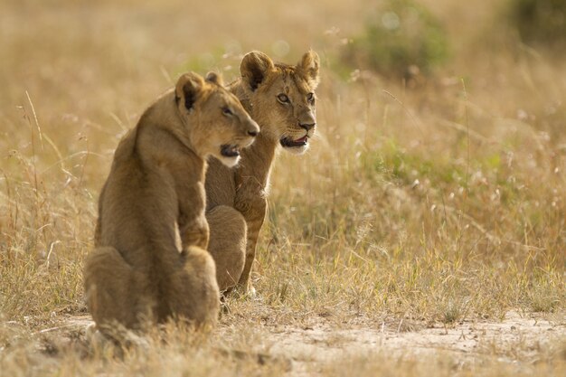 Leonas sentadas en un campo cubierto de hierba en medio de la selva