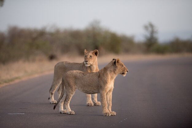 Leones caminando por la carretera con un fondo borroso