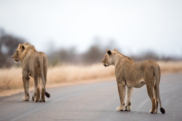 Leones caminando por la carretera