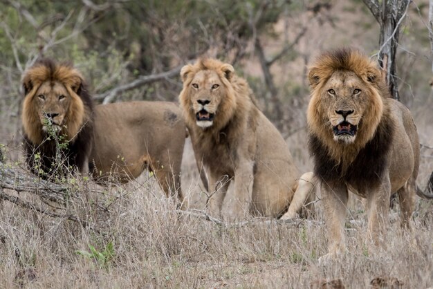 Leones machos en un campo de arbustos con un fondo borroso