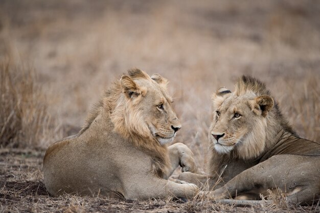 Leones machos descansando en el suelo