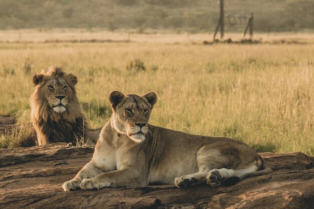 Leones machos y hembras tumbados en la arena y descansando